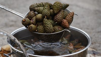 Türkülere konu olan Ilgaz Dağları’ndan toplanan çam kozalaklarından yapılan şuruplar,