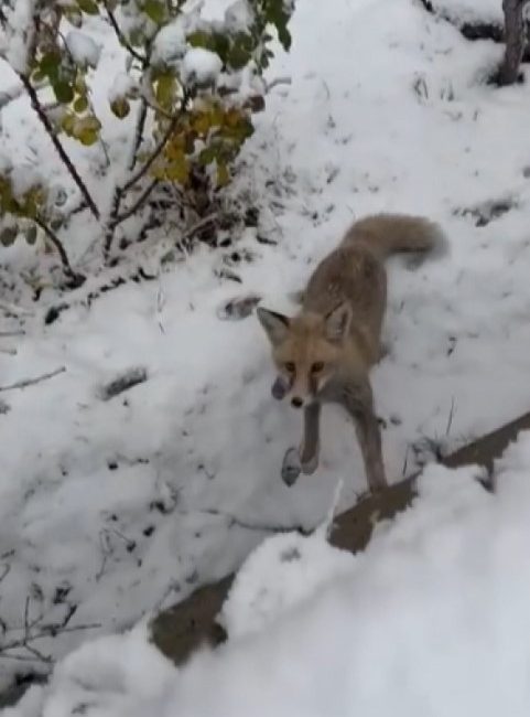 Gümüşhane’de aç kalan tilki bir sitenin bahçesini mesken edindi. O