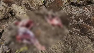 Tunceli’de, koruma altında bulunan 2 yaban keçisini avlayan ve dronla