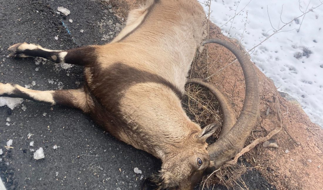 Gümüşhane’de karayolundan karşıya geçmeye çalışan yaban keçisine otomobil çarptı. Keçi