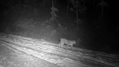 Çankırı’da doğada yaşamlarını sürdüren yaban hayvanları fotokapan kameraları tarafından görüntülendi.