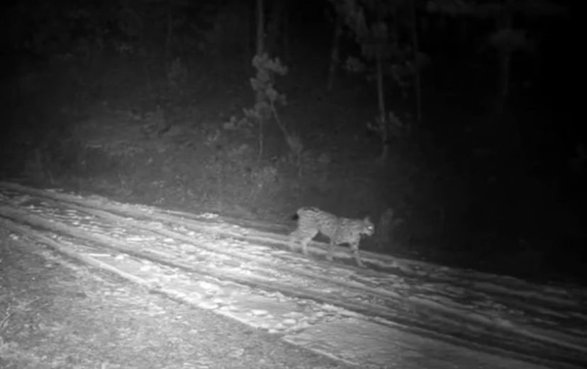 Çankırı’da doğada yaşamlarını sürdüren yaban hayvanları fotokapan kameraları tarafından görüntülendi.