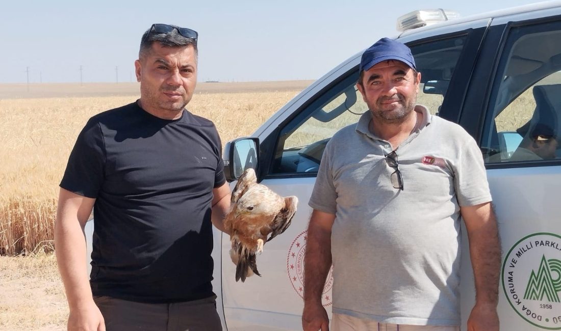 Konya’nın Karapınar ilçesinde, yaralı halde bulunan şahin koruma altına alındı.