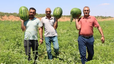 Farklı tadı ve aromasıyla Şanlıurfa’nın Yaylak kırsal Mahallesinde yetişen karpuz,