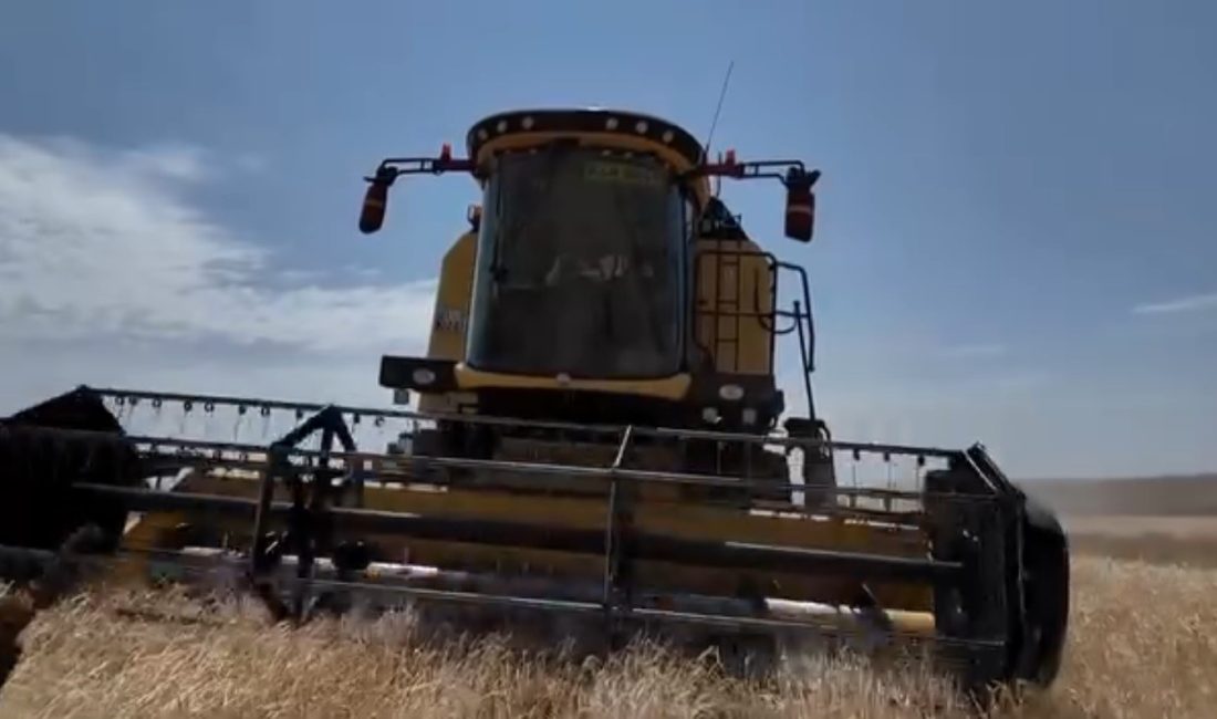 Kars’ta yılın hasat mevsimi başladı. ilk arpa hasadı ise Digor
