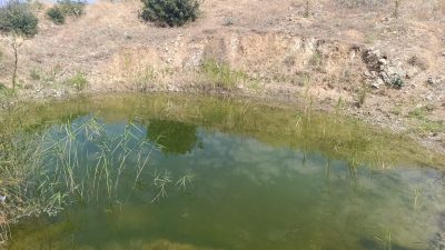 Denizli’nin Buldan ilçesinde artan orman yangınları ve iklim değişikliği nedeniyle