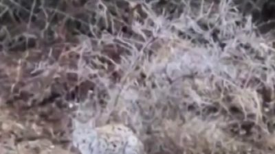 Sivas'ın Zara ilçesinde araç kullanırken nesli tükenme tehlikesi altında bulunan