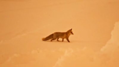 Bitlis'te etkili olan yoğun kar yağışı ve soğuk hava nedeniyle