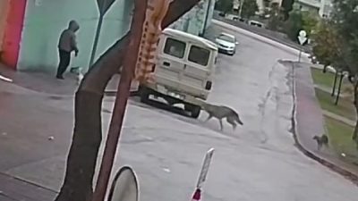 Adana'da kurt köpeklerinin küçük cins köpeğiyle giden kadına saldırdığı anlar