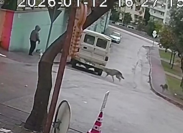 Adana'da kurt köpeklerinin küçük cins köpeğiyle giden kadına saldırdığı anlar