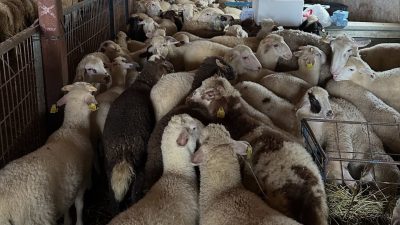 Bayburt'un Aydıntepe ilçesinde şap hastalığına yönelik NSP ve bağışıklık sero-sürveyans