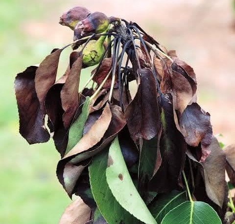 Manisa’nın Salihli ilçesinde, ayva, elma ve armut üreticilerini yakından ilgilendiren