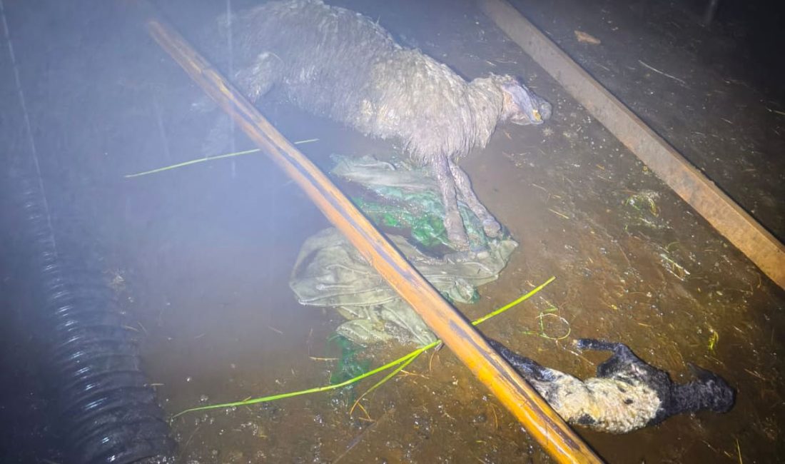 Şırnak’ın Silopi ilçesine bağlı Aksu Köyü’nde etkili olan şiddetli yağış