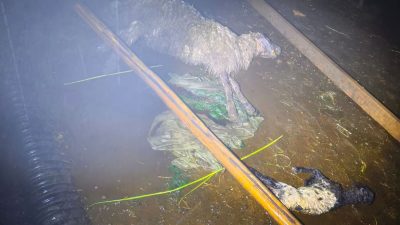 Şırnak’ın Silopi ilçesine bağlı Aksu Köyü’nde etkili olan şiddetli yağış