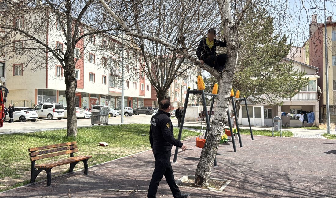 Sivas'ta dallara takılan topunu almak için ağaca çıkan çocuk inemeyince