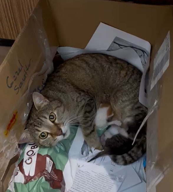 Düzce'de Güzel Sanatlar Lisesinin maskotu haline gelen "Neva" isimli kedi,