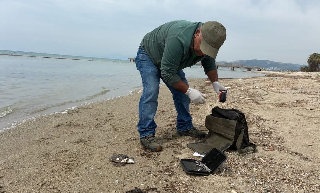 Aydın’ın Kuşadası ilçesinde biri yeşil deniz kaplumbağası, diğeri iribaşlı deniz