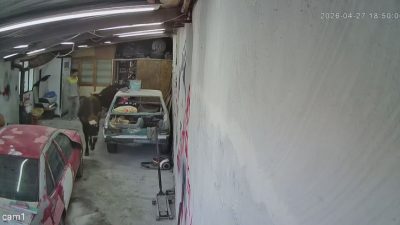 Ankara'nın Elmadağ ilçesinde ahırdan kaçan danaların oto tamirciye girmesi kısa