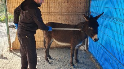 Sakarya'nın Karasu ilçesinde başıboş eşek, girdiği işletmelerde esnafa ve yoldan