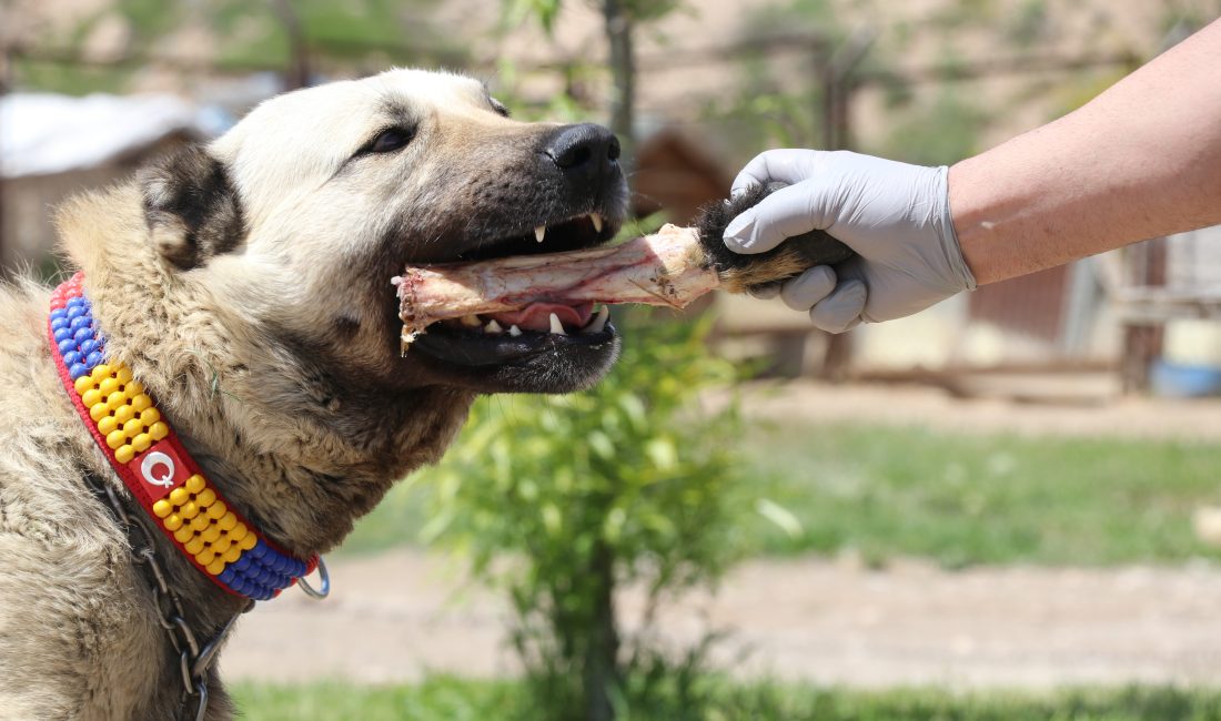 Dünyanın en güçlü çene basıncına sahip köpek ırkları arasında gösterilen