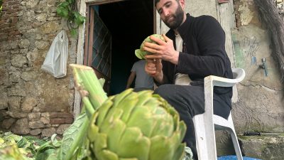 Türkiye'de enginar üretiminde ikinci sırada yer alan Bursa'da, hasat sezonunun