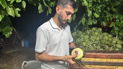 Türkiye'de enginar üretiminde İzmir'in ardından ikinci sırada yer alan Bursa'da,